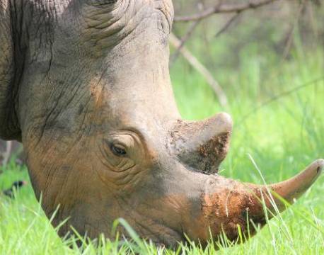 Næsehorn i Ziwa Rhino Sanctuary, Uganda africa tours