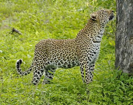 Leopard i Timbavati Private Reservat, Sydafrika africa tours
