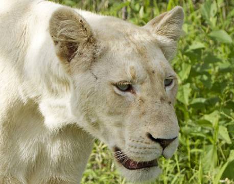 Hvid løvinde i Timbavati Private Reservat, Sydafrika africa tours 