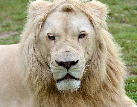 Hvid løve i Timbavati Private Reservat, Sydafrika africa tours