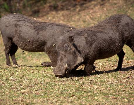To vildsvin i Timbavati Private Reservat, Sydafrika africa tours 