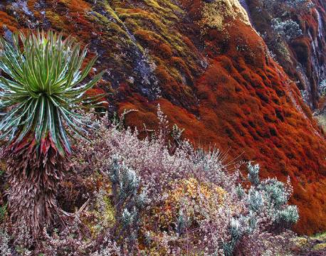 Rwenzori Mountains Uganda africa tours