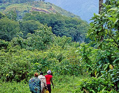 Rwenzori Mountains Uganda africa tours