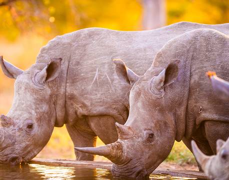 To store næsehorn ved Nwanedi, Sydafrika africa tours