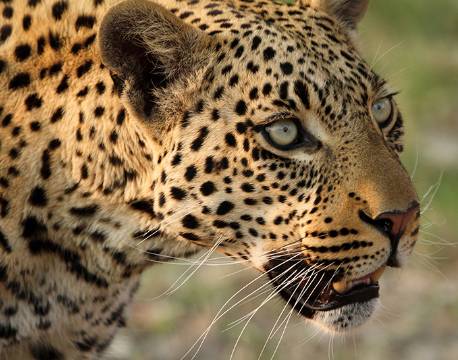 Det er muligt at se Leoparder på rejse igennem Okavango deltaet botswana africa tours