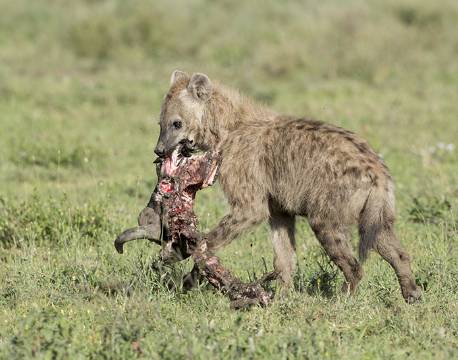 Serengeti Tanzania africa tours