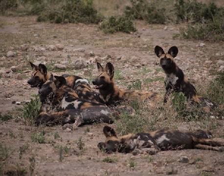 Serengeti Tanzania africa tours