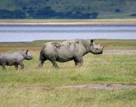 Ngorongoro krateret Tanzania africa tours