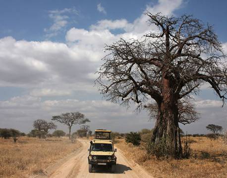 Baobab, Tarangire, Tanzania africa tours