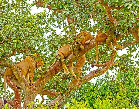 Sovende løver, Queen Elisabeth N.P, Uganda africa tours