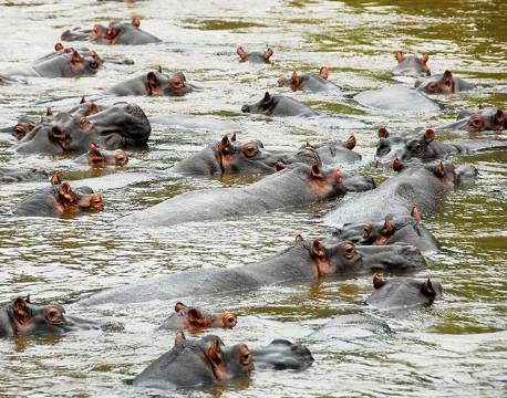 Flodheste, Ishasha Floden, Queen Elizabeth N.P, Uganda africa tours