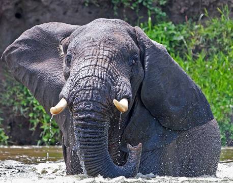 Elefant, Kazinga Kanalen, Queen Elisabeth N.P, Uganda africa tours