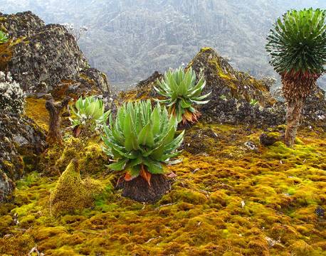 Rwenzori Mountains Uganda africa tours