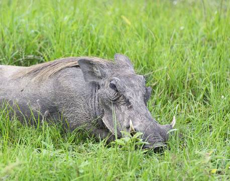 Lake Mburu Uganda africa tours