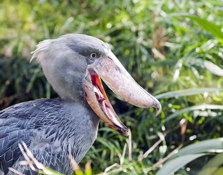 Træskonæb, fugl, Murchisons Falls, Uganda africa tours
