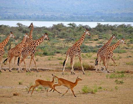 Murchisons Falls, Uganda africa tours