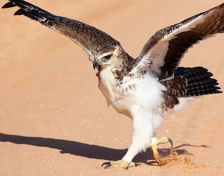 Kgalagadi Transfrontier Park sydafrika africa tours