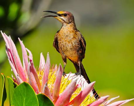 Cape Sugarbird, Fugl, Sydafrikas nationalblomst, Sydafrika africa tours