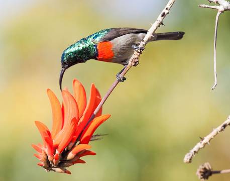 Sunbird, Fugl, Timbavati Private Reservat, Sydafrika africa tours