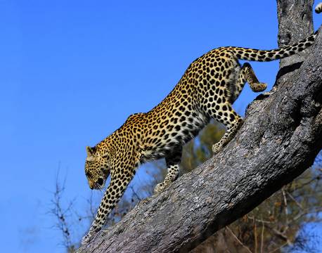 Leopard, Nwanedi Natur Reservat Sydafrika africa tours