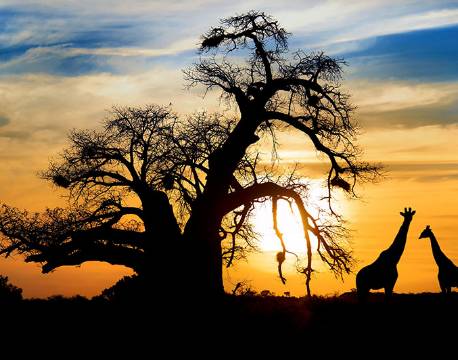 Giraffer, Baobabtræ, Rwanedi Natur Reservat, Sydafrika africa tours