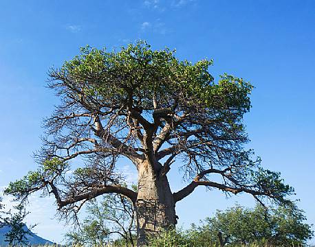 Baobab, Nwanedi Natur Reservat Sydafrika africa tours
