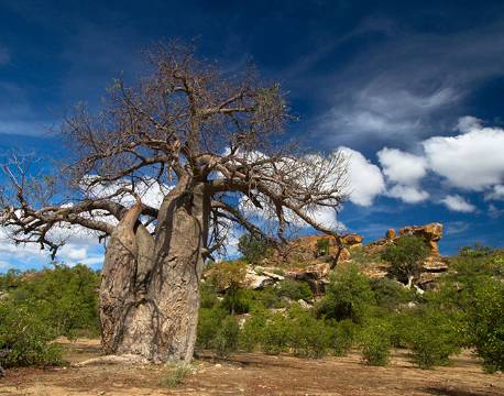 Baobab, Nwanedi, Sydafrika africa tours