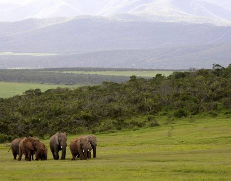 Addo Elephant National Park Sydafrika africa tours