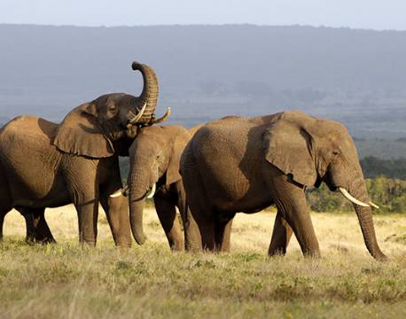 Addo Elephant National Park Sydafrika africa tours