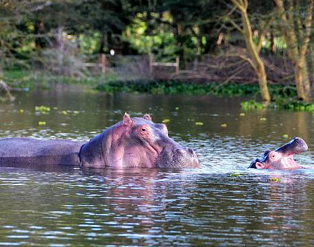 Lake Naivasha kenya africa tours