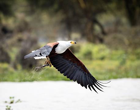 Lake Naivasha kenya africa tours