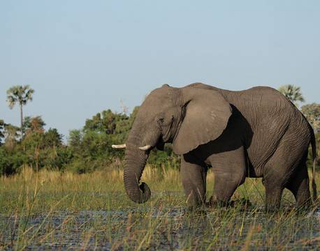 Elefant, Okavango deltaet, Botswana africa tours