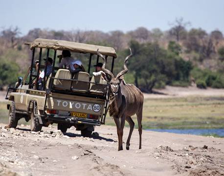 Kudu, Antilope, Chobe, Botswana africa tours