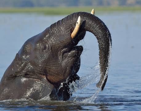 Elefant, Chobe river, Botswana africa tours
