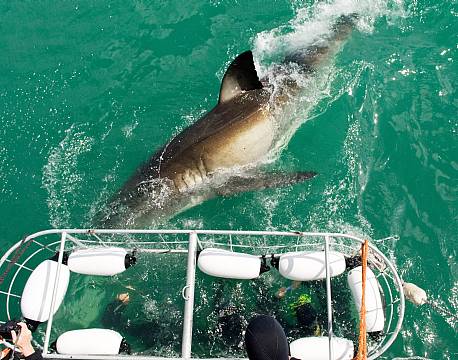 Cape Town Sydafrika africa tours