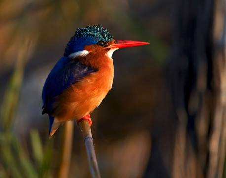 Malachite Kingfisher, Okavango, Botswana africa tours