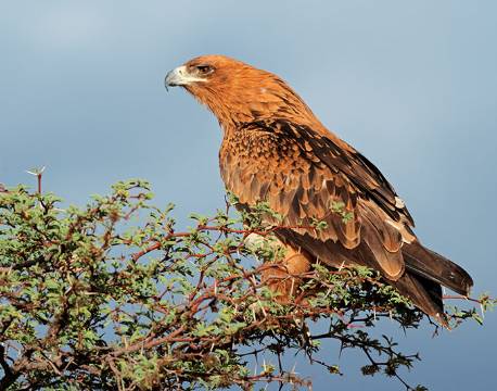 Tawny eagle, fugl, Kalahari, Botswana africa tours