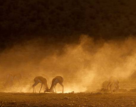Sandstorm Kalahari, Springbok, Kalahari, Botswana africa tours