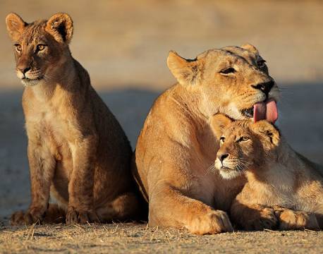 Løver, Kalahari, Botswana africa tours