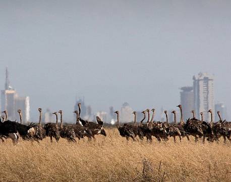 Nairobi National Park kenya africa tours