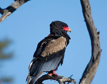 Gøgleørn, Kalahari, fugl, Botswana africa tours