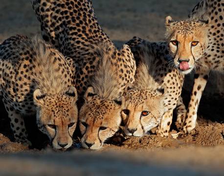 Geparder, Kalahari, Botswana africa tours