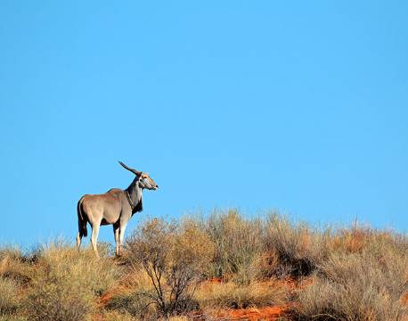 Eland antilope, Kalahari, Botswana africa tours
