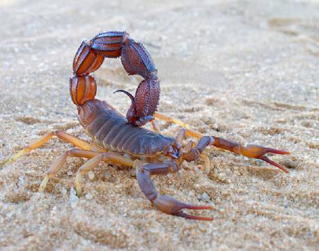 Aggresiv skorpion, Kalahari, Botswana africa tours
