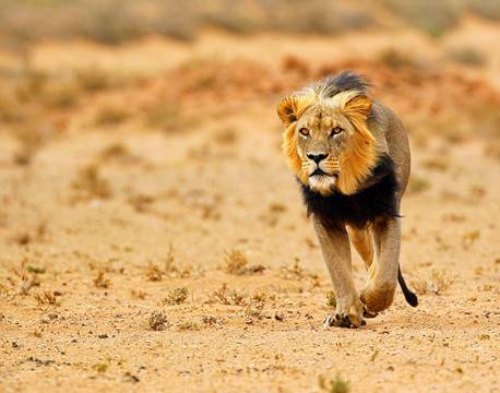 Sortmanket løve, Kalahari, Botswana africa tours