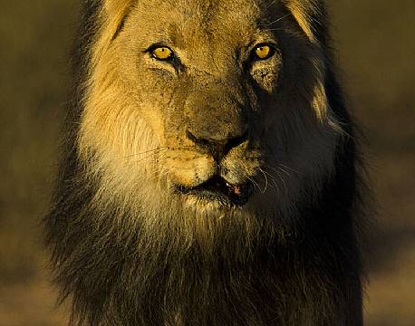 Kalahari botswana africa tours