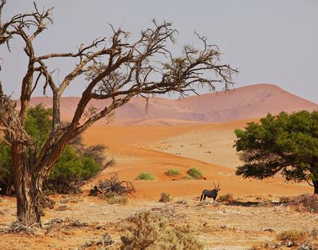Deadvlei, Oryx, Namibia africa tours
