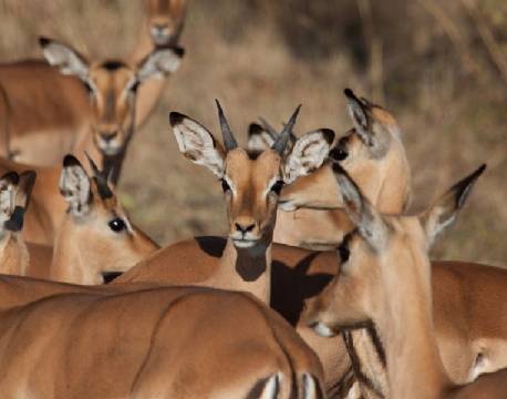 Pilanesberg og Sun City sydafrika africa tours