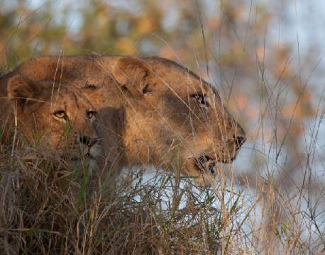 Pilanesberg og Sun City sydafrika africa tours