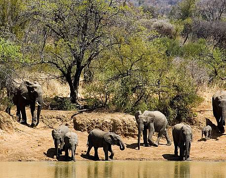 Pilanesberg og Sun City sydafrika africa tours